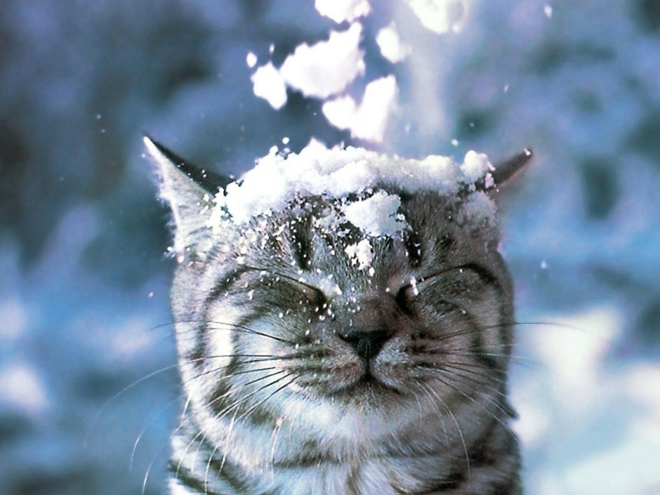 Кошка в снегу