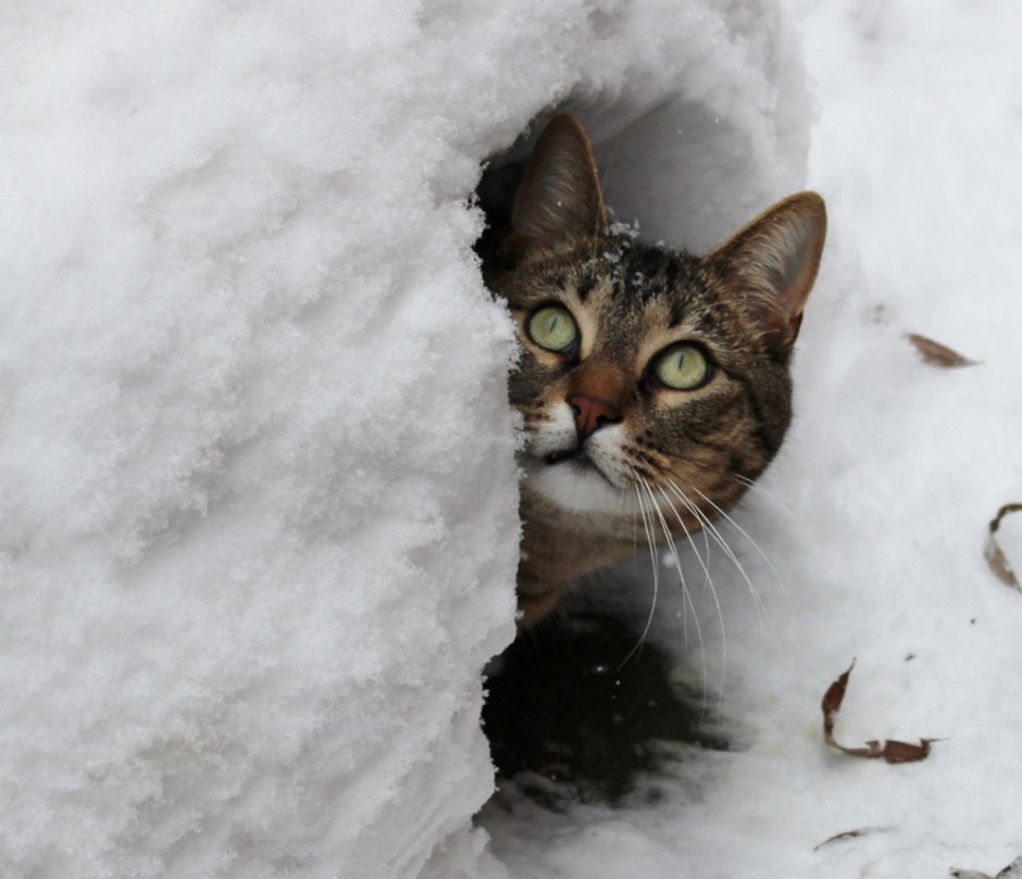Зимний кот
