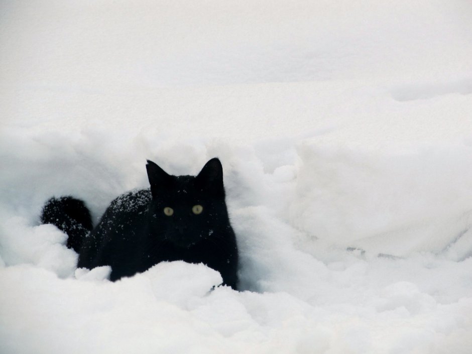 Черный котенок в снегу