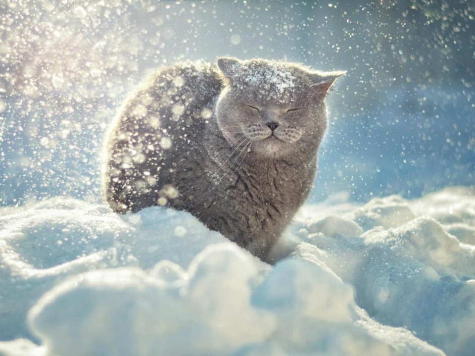 Аляскинский снежный кот