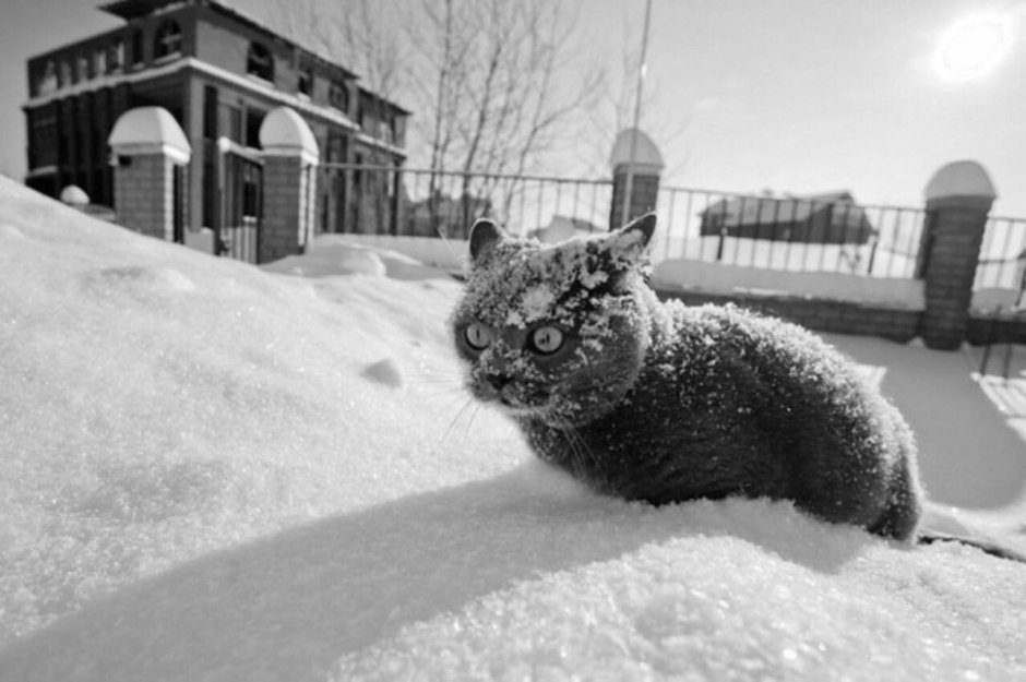 Кот so much cocaine