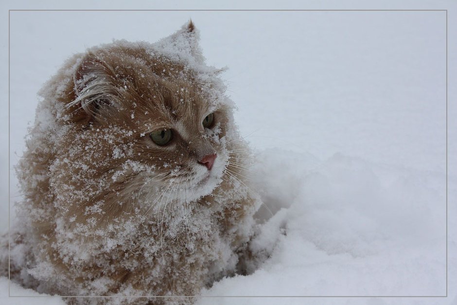 Котик проснулся зима