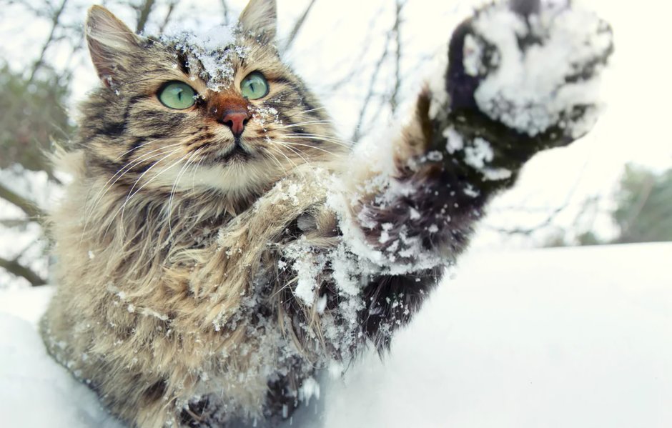 Котенок в снегу