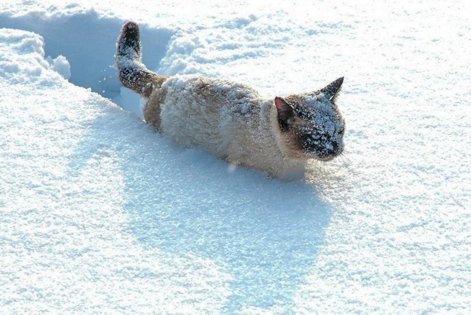 Кот в сугробе