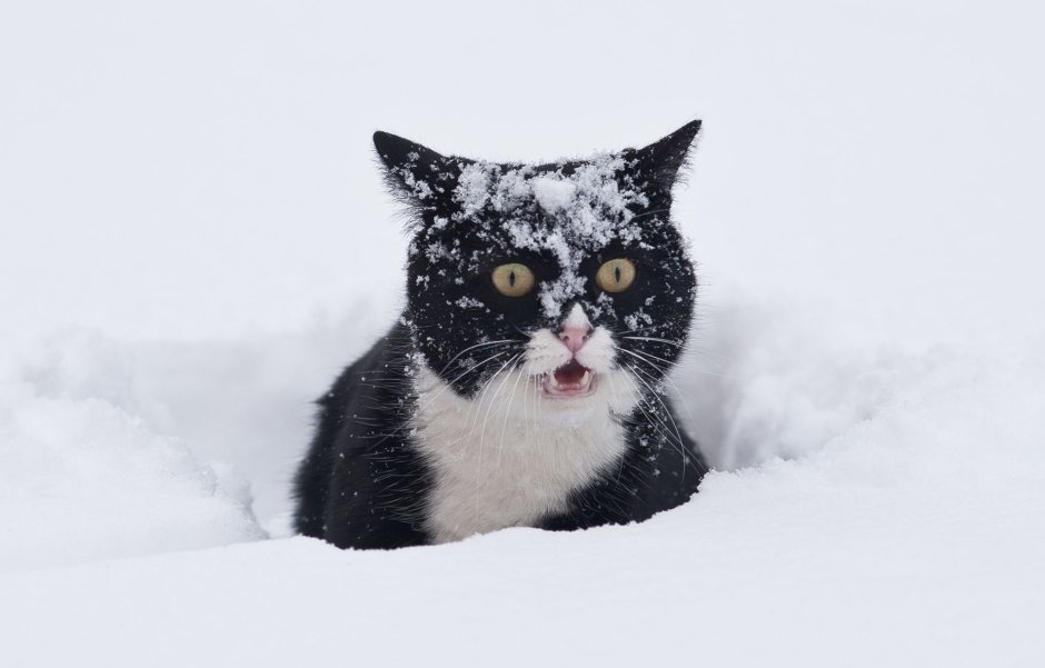 Котик со снегом на голове