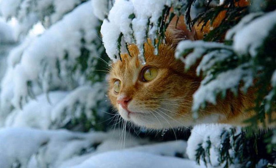 Кошки зимой