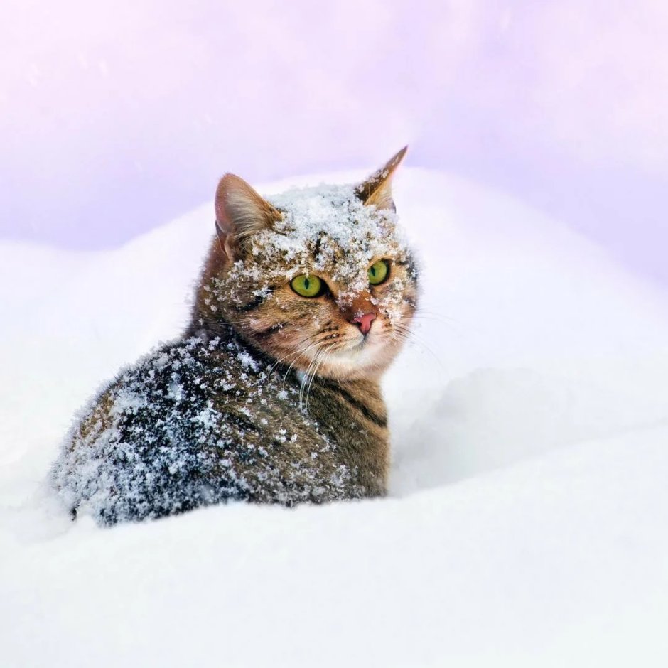 Кот в снегу