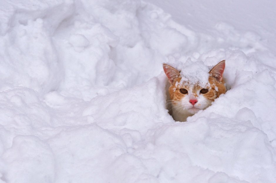 Смешной кот в снегу