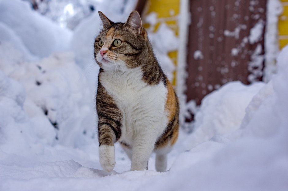Кошка снег зима