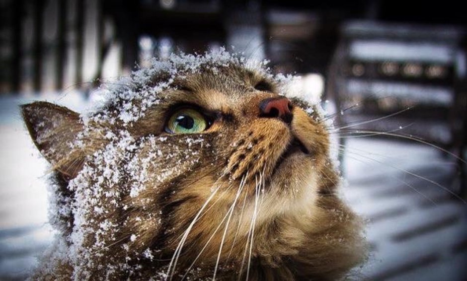 Снежные коты