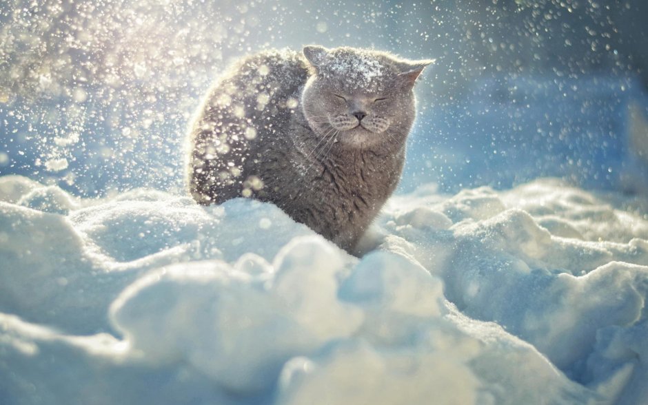 Котик в снегу