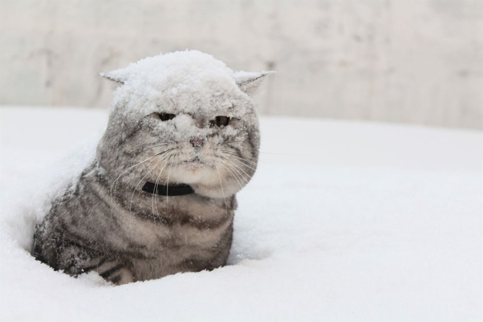 Смешной кот в снегу