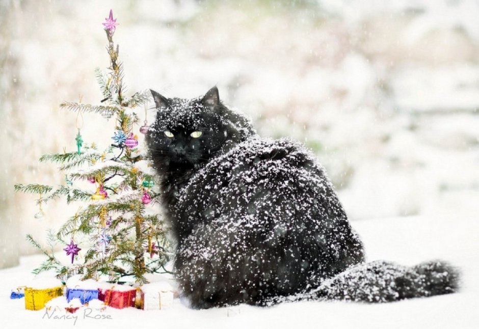 Кот под снегом