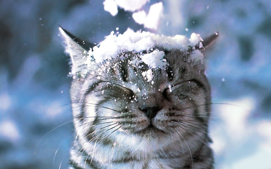 Кот замерз