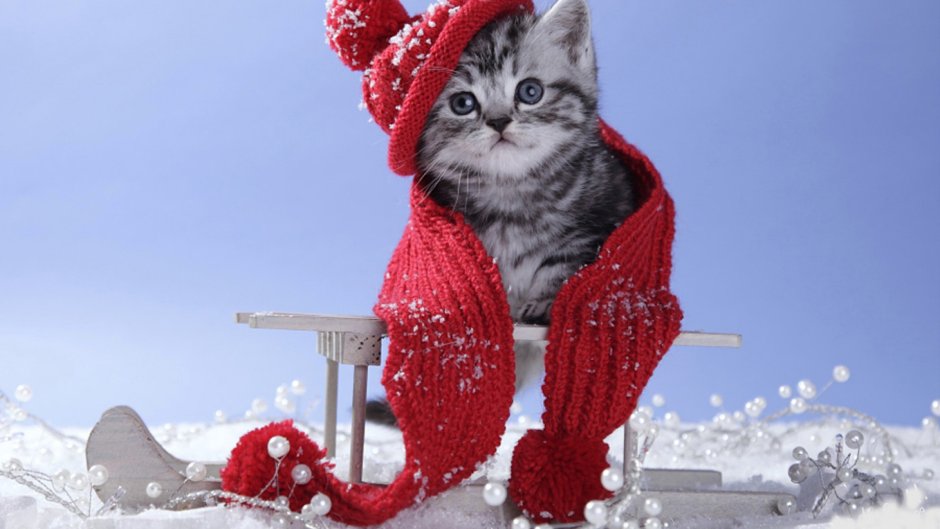 Белый кот зимой