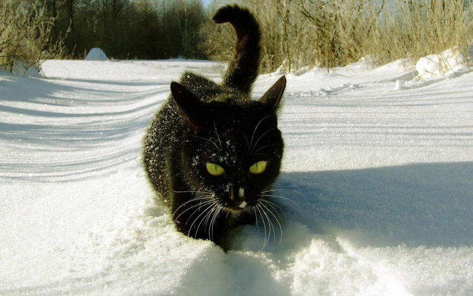 Кошки зимой