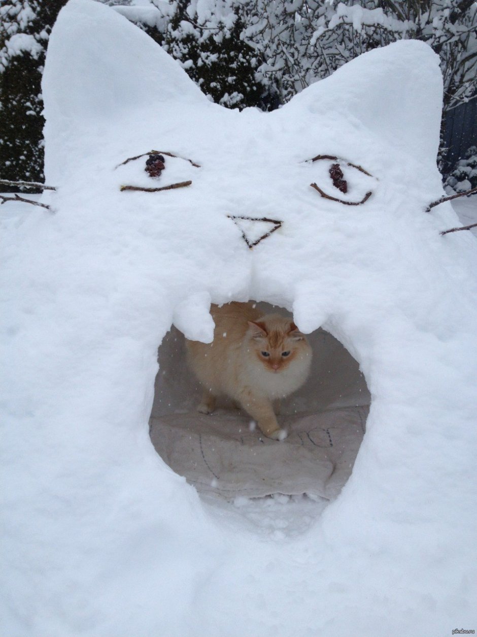 Смешной кот в снегу