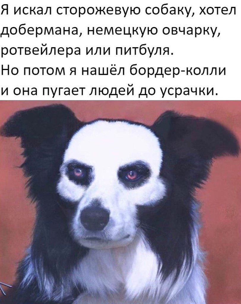 Тибетский мастиф великан