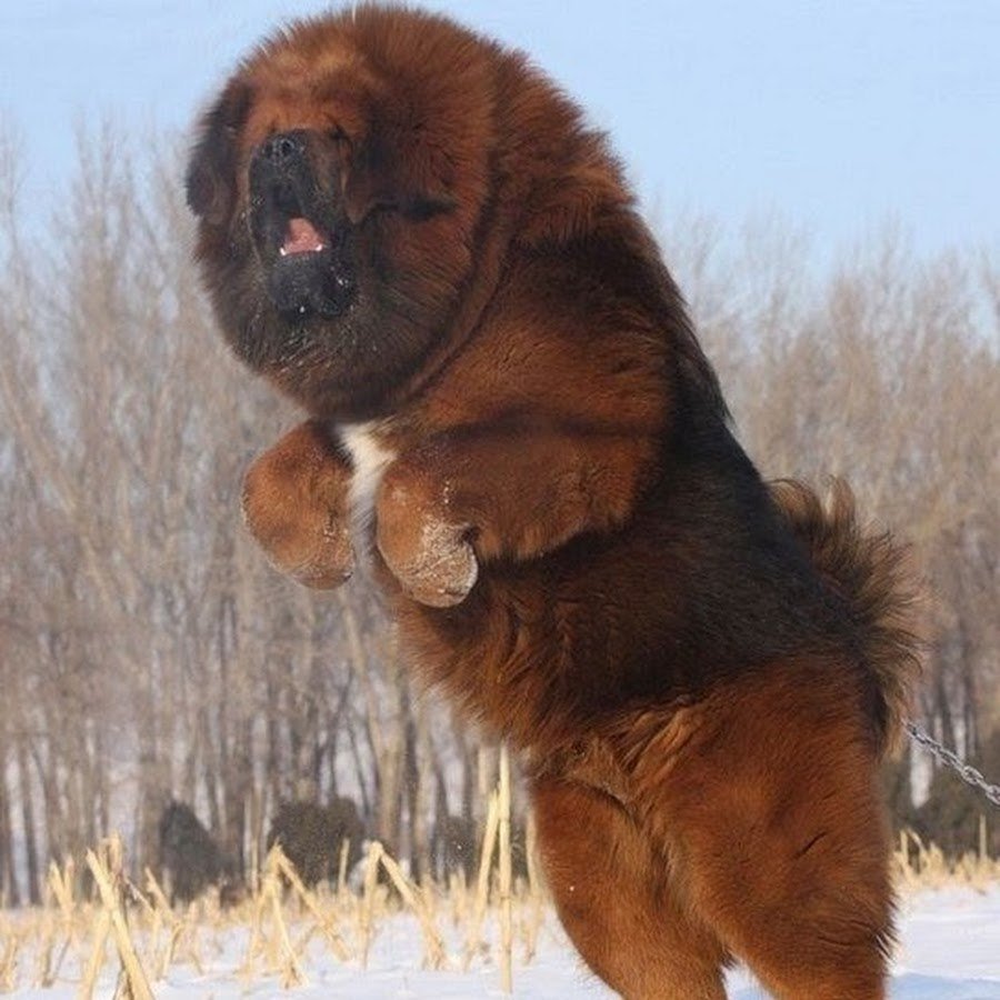 Тибетский мастиф