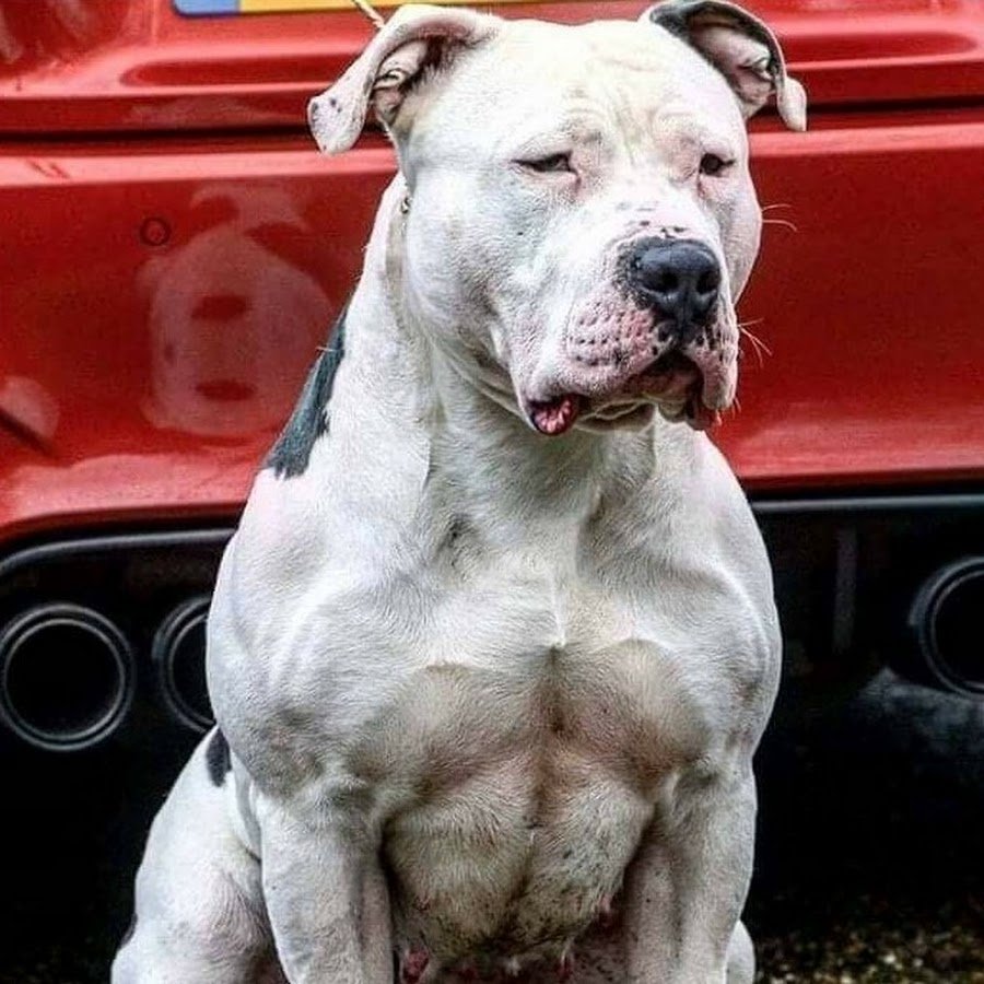 Кангал собака