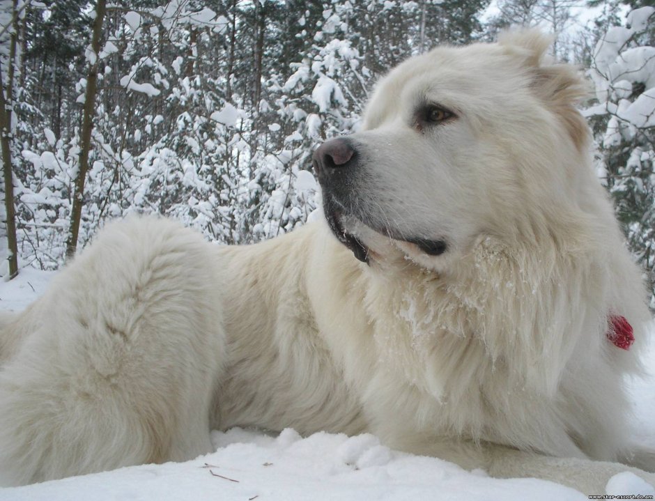 Чау чау плюшевый