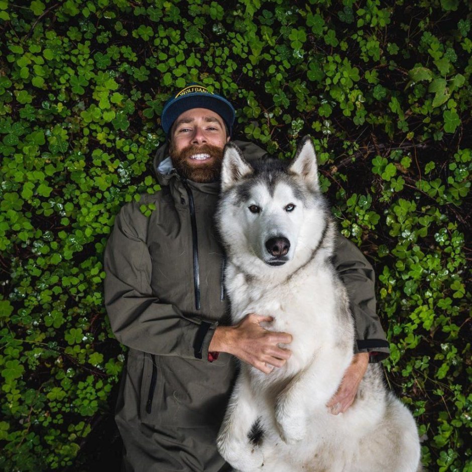 Порода чау чау медведя