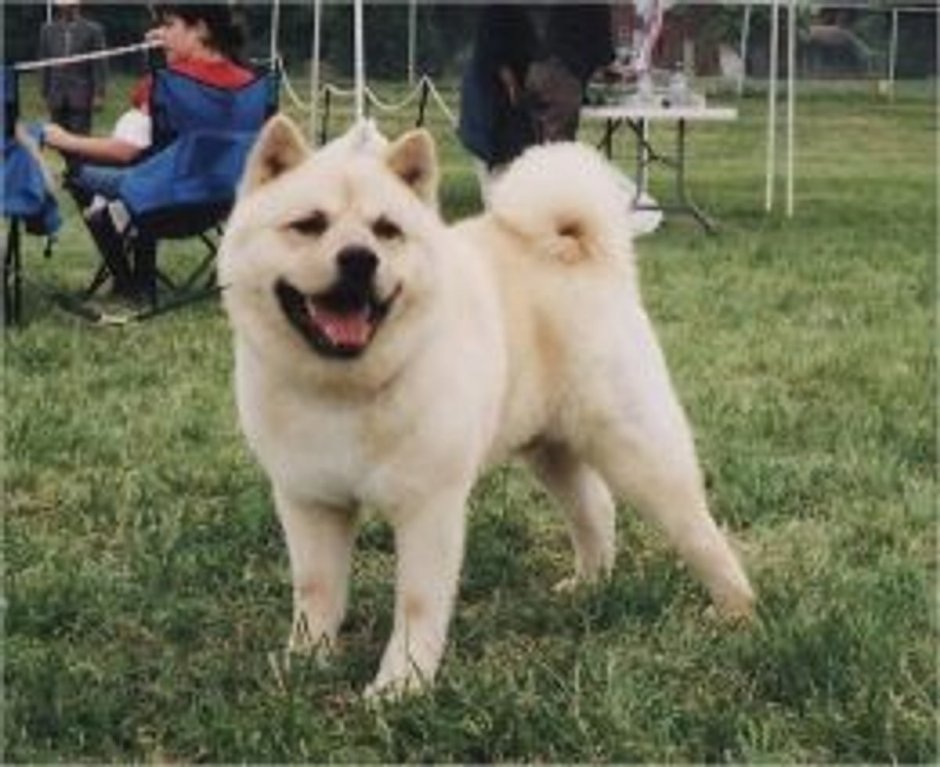 Порода собак Леонбергер