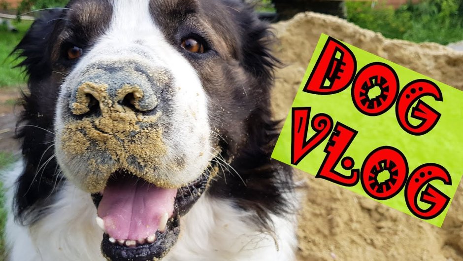 Фото Булата собаки