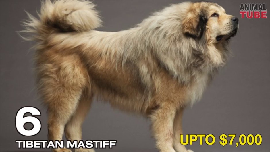 Тибетский мастиф с боку