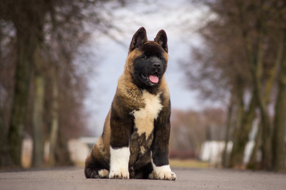 Армянский алабай Гампр
