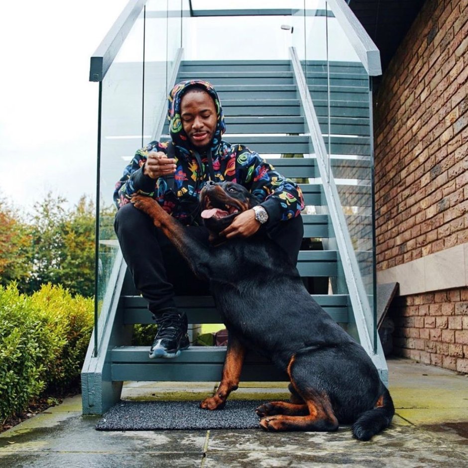 Венгерская овчарка Комондор щенки