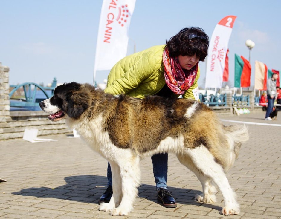 Среднеазиатская овчарка бульдозер