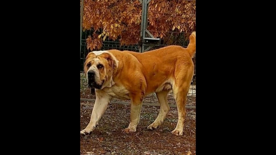 Тибетский мастиф и Кавказская овчарка