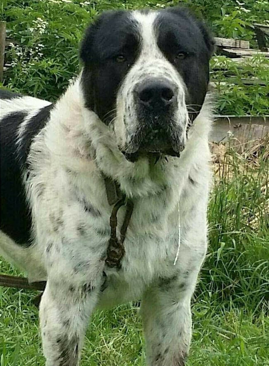 Алабай собака