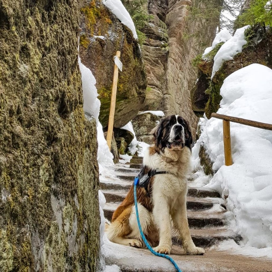 Тибетский мастиф и волкодав