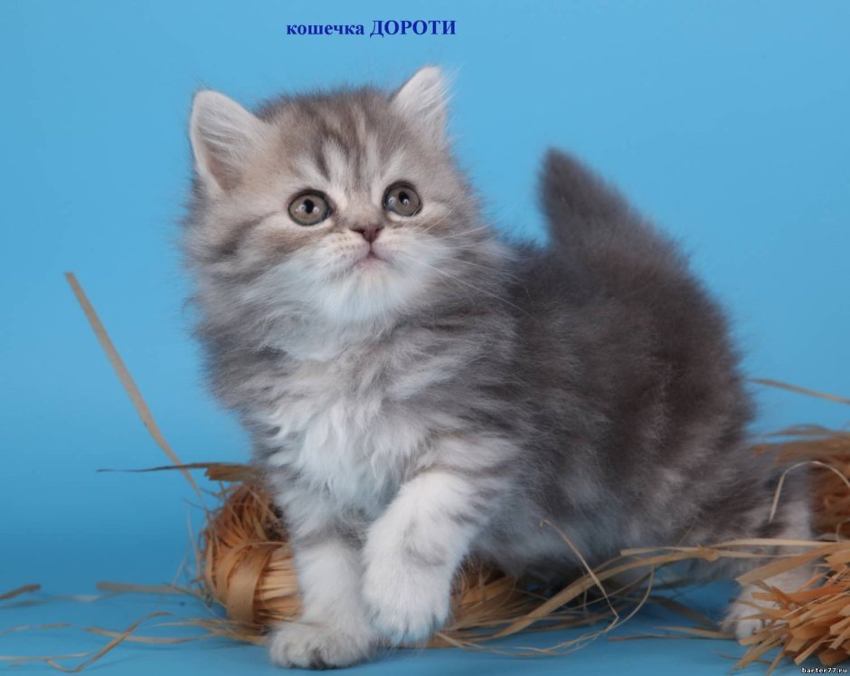 Шотландские котята хайленд страйт
