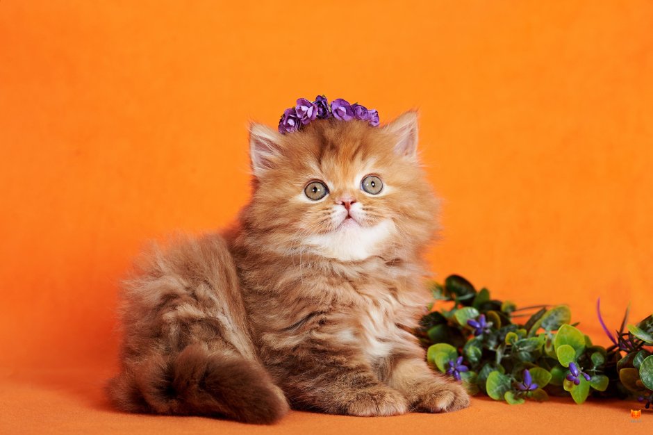 Шотландские рыжие котята страйт хайленд