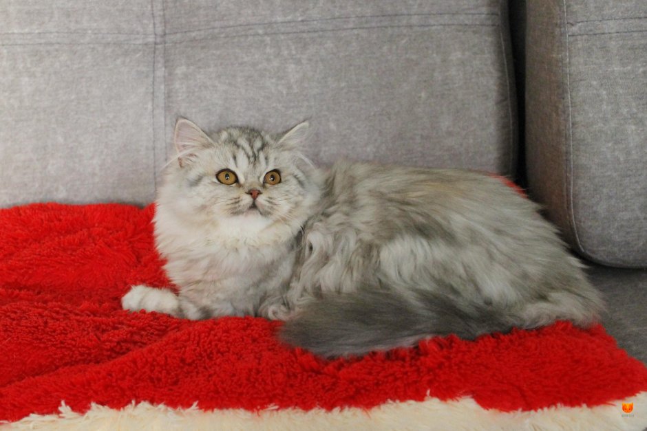 Шотландская кошка прямоухая длинношерстная