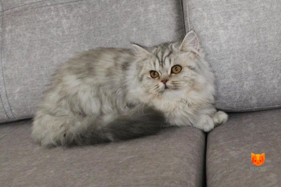 Британская длинношерстная шиншилла