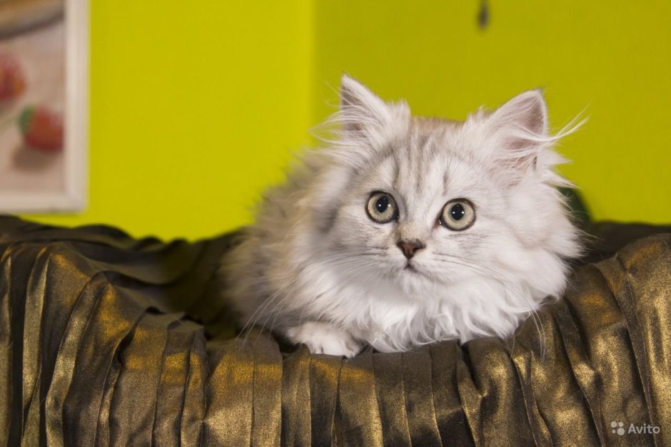 Шотландская кошка хайленд страйт