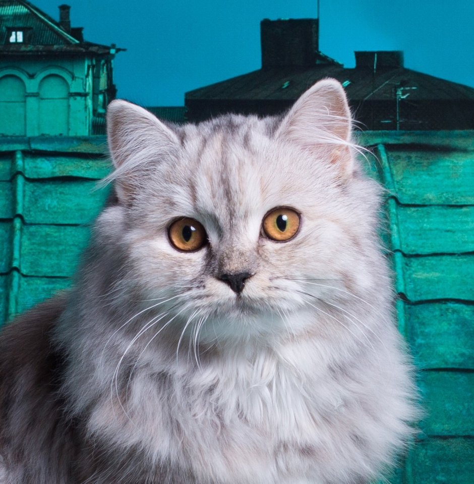 Кошки хайленд страйт рыжий