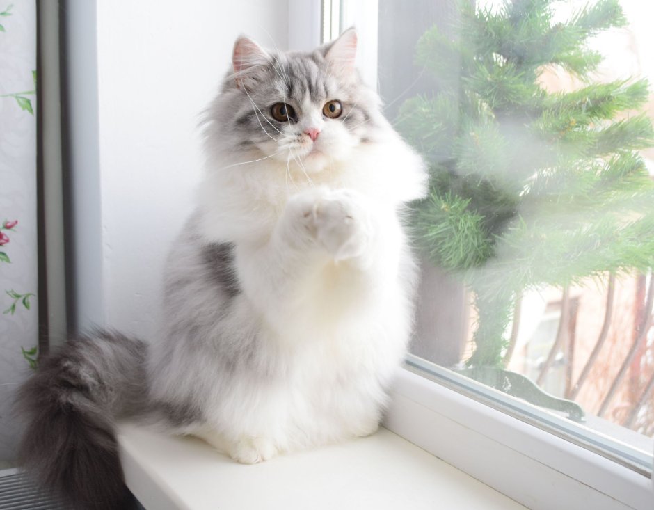 Шотландские котята хайленд страйт
