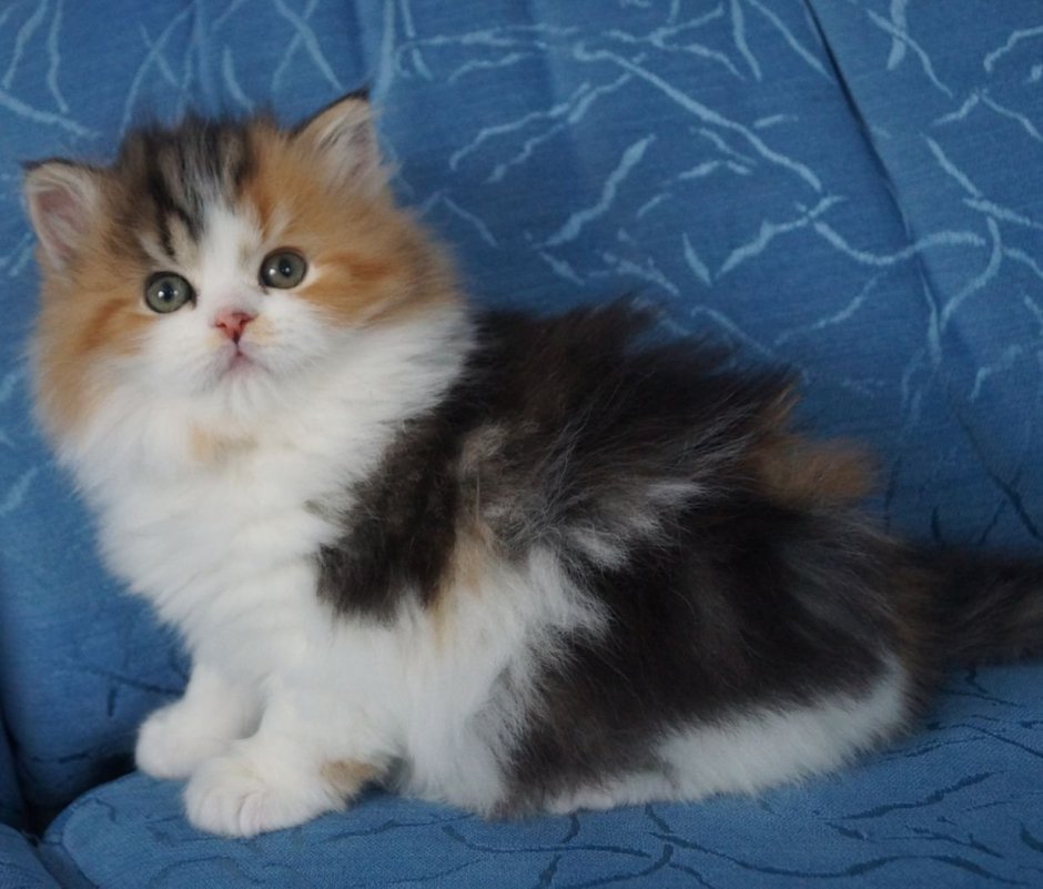 Хайленд страйт котята