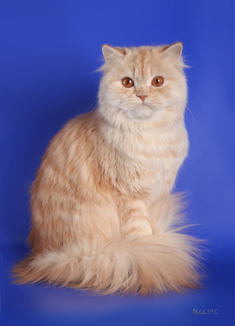 Скоттиш фолд длинношерстный прямоухий