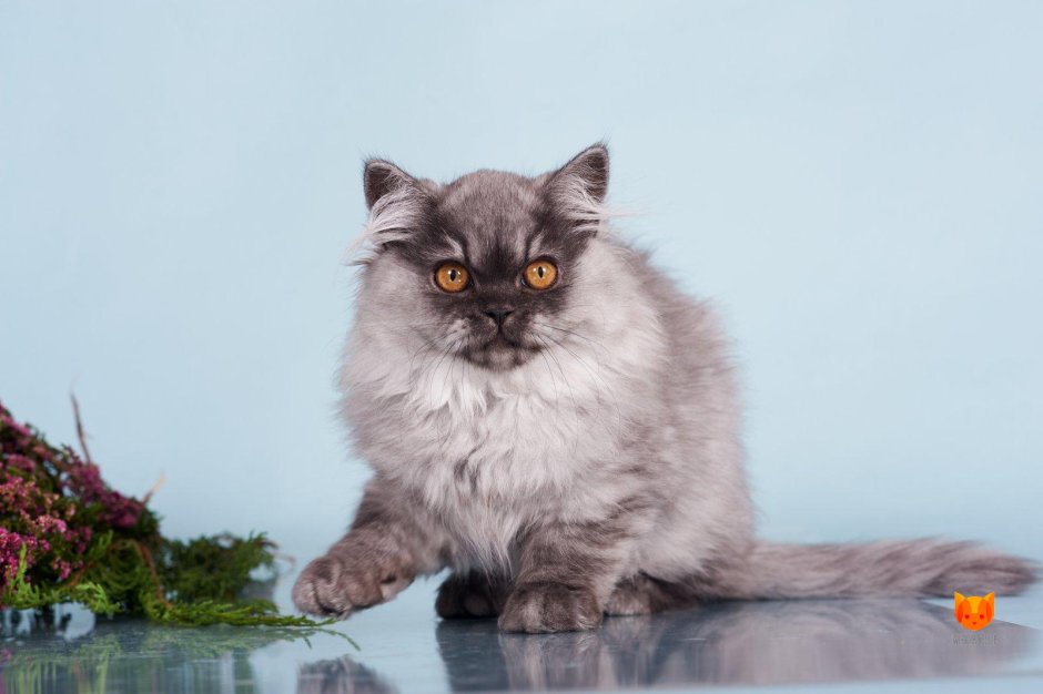 Британский кот длинношерстный полосатый