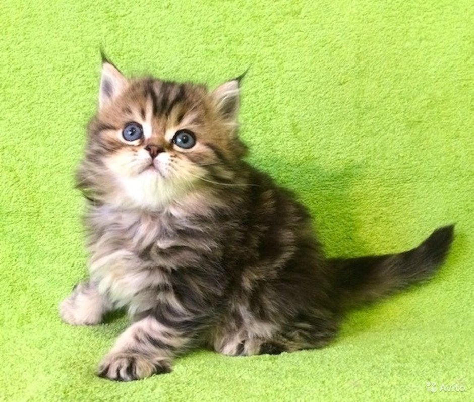 Шотландская кошка прямоухая длинношерстная