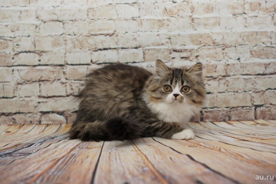 Шотландская кошка прямоухая длинношерстная