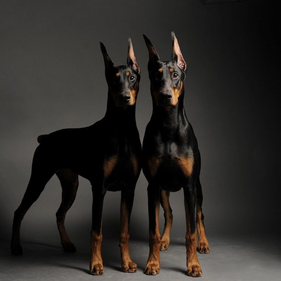 Доберман и дети