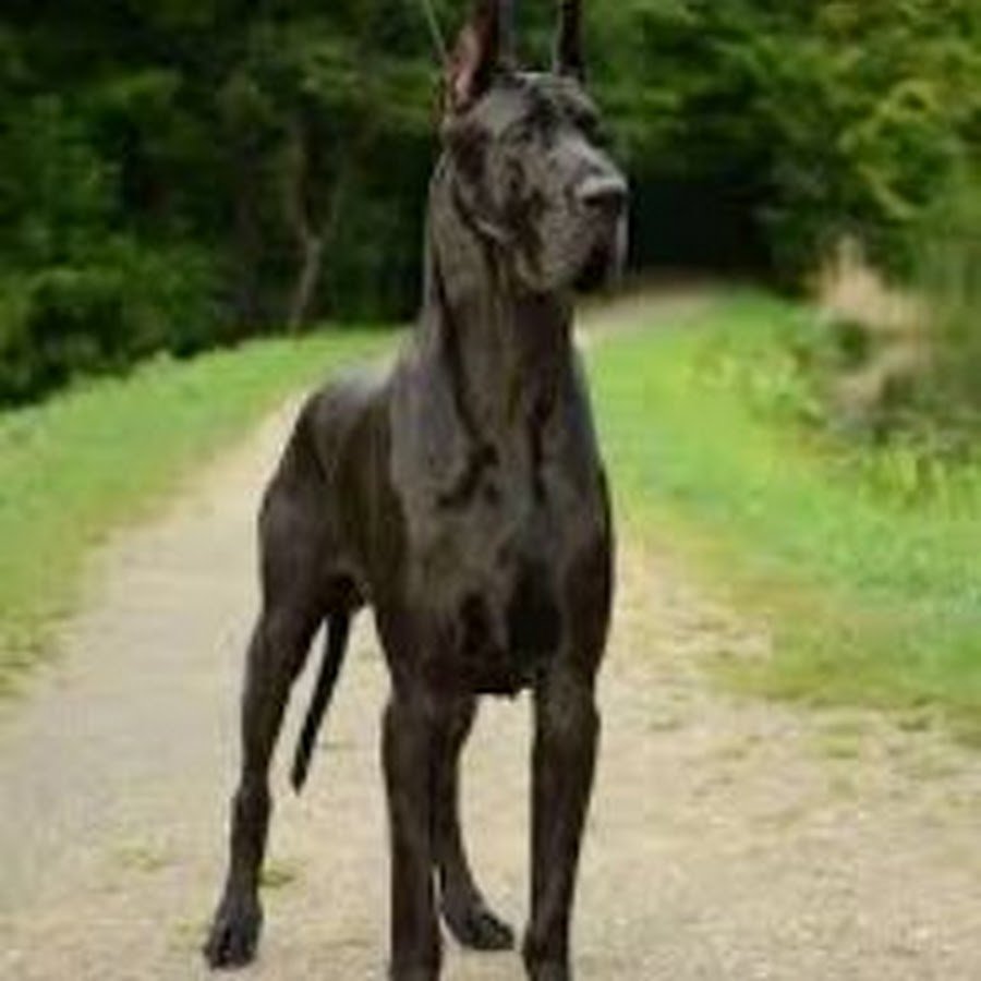 Королевский немецкий дог