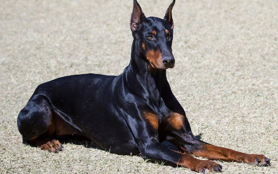 Порода собак Доберман